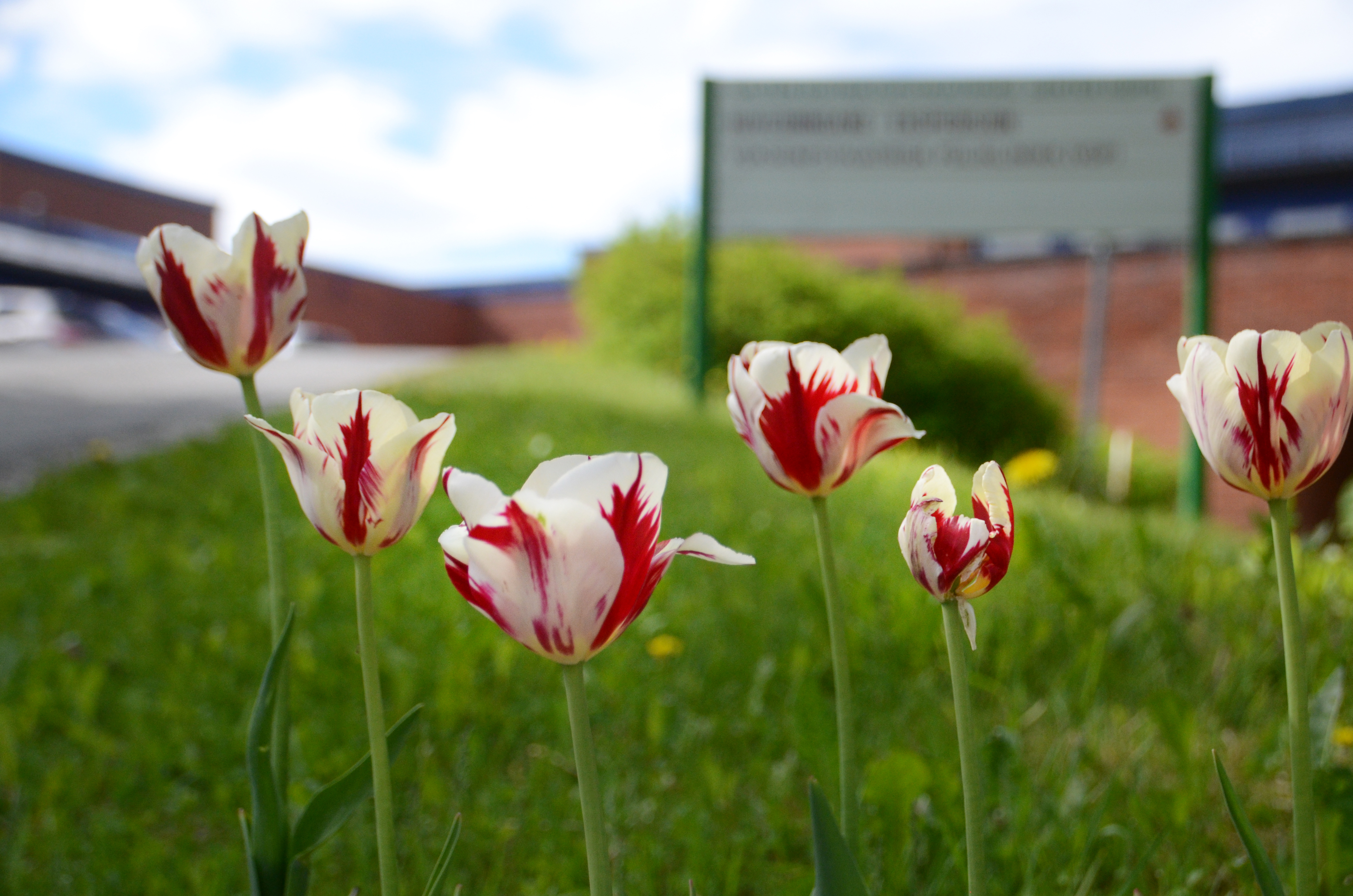 Blomster foran et sykehus