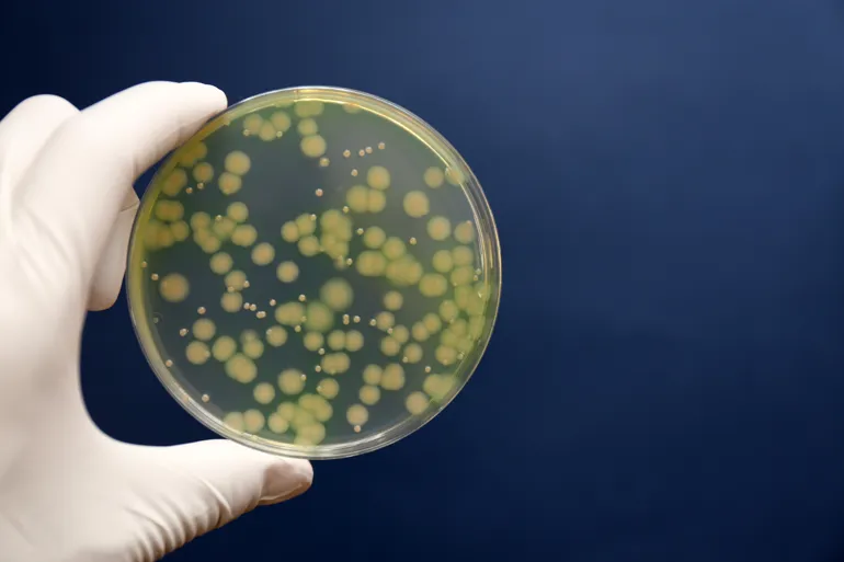 Laboratoriedyrking av pseudomonas aeruginosa